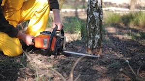 Lawn Edging in Prescott Valley, AZ